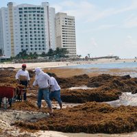 Gobierno buscará que IP ayude a recolectar sargazo Sheinbaum