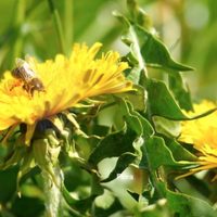 Abejas son indicadores de condiciones ambientales como el cambio climático: experta