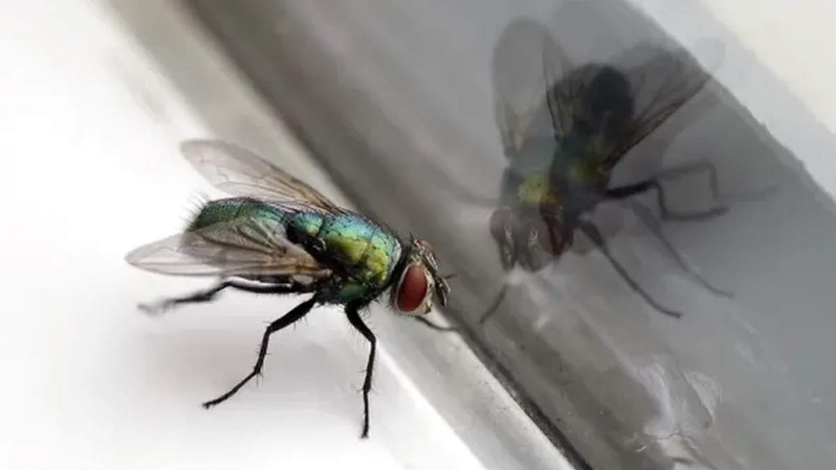 Insectos. Fuente: (X)
