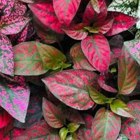 Conocé las plantas que son un tesoro, pero tenés que cuidar bien para que no pierdan el color de sus hojas