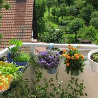 Las plantas súper resistentes al cambio de clima si buscás una opción para tener en tu balcón