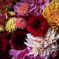 Antes de que termine el mes: las plantas que tenés que sembrar si querés tu jardín lleno de flores en verano