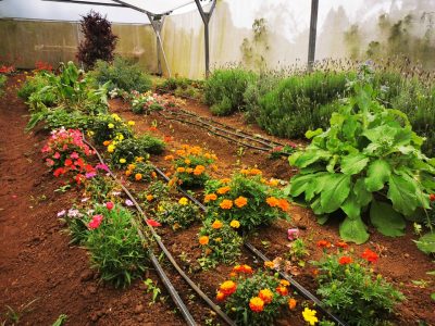 Tres plantas de la huerta con hermosas flores que podés usar como adorno y también comerlas