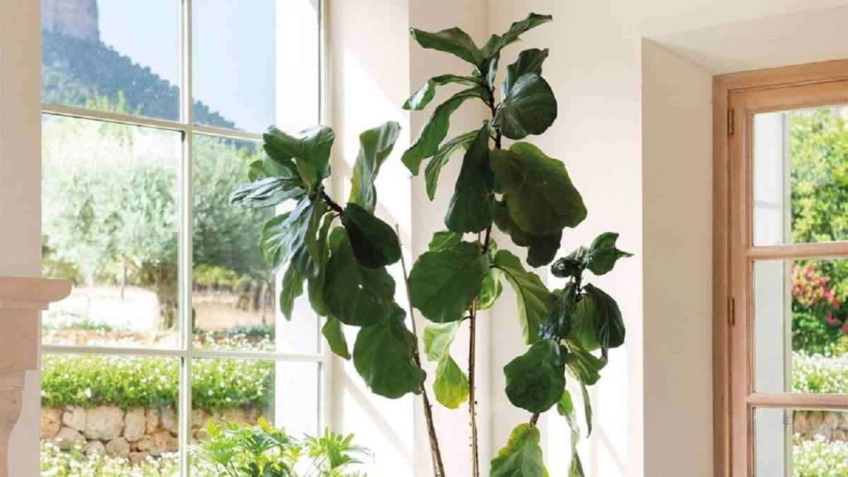 Plantas. Fuente: (Twitter)