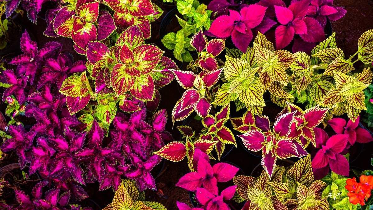 Plantas. Fuente: (X)