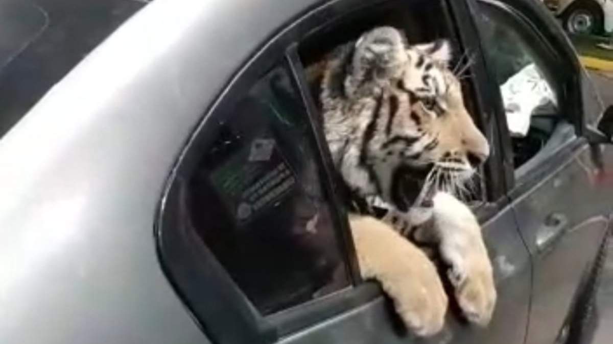 El tigre de bengala se encontraba adentro de un automóvil que circulaba en Mazatlán