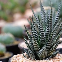Plantas: seguí al pie de la letra estos cuidados para tener una suculenta Cebra súper sana y colorida