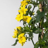 Así de fácil podés reproducir el Jazmín Amarillo y crear rápidamente ese cerco que necesitabas