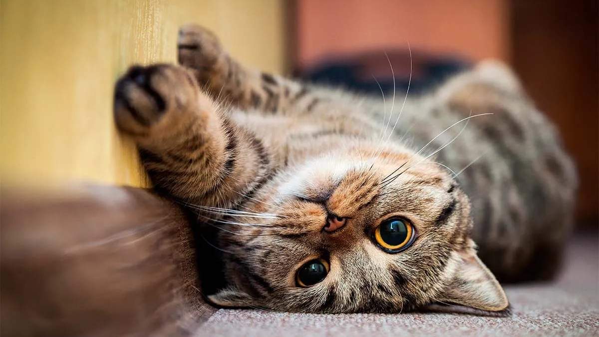 Gato. Fuente: (Instagram)