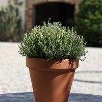 La planta pequeña y fácil de cultivar que esconde poderosos beneficios para tu salud