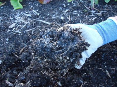 El motivo por el cual la tierra de tus plantas se vuelve blanca