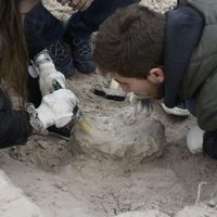 Nuevo hallazgo paleontológico en Río Negro