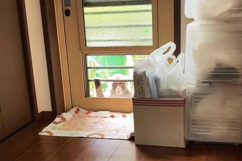 Macacos japoneses atacan a personas en Japón