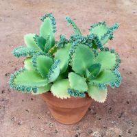 Crece sola: la planta que a muchos no les gusta, pero que es un tesoro