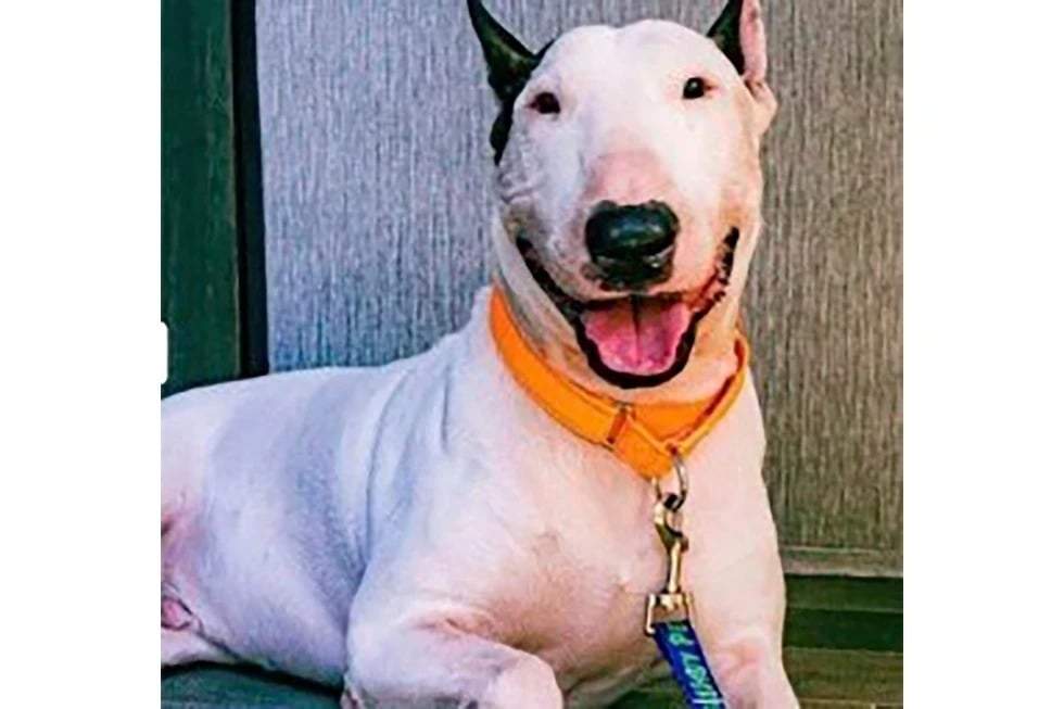 Esta foto sin fecha, proporcionada por el Departamento de Seguridad Vial y Vehículos Motorizados de Florida, muestra a un perro apodado Trooper, que fue encontrado abandonado en la Interestatal 75 en Tampa, Florida, mientras los residentes evacuaban la Costa del Golfo de Florida la semana pasada, poco antes de que el huracán Milton tocara tierra.
