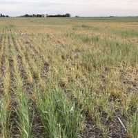 La sequía que afecta al territorio argentino tendrá impacto en la economía