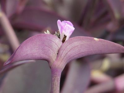 A prueba de principiantes: las plantas con hojas coloridas que aportan energía y decoran cualquier rincón de casa
