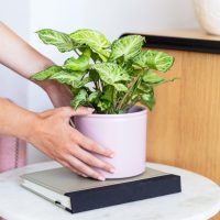 Conocé la planta que tiene 3 ventajas para tener en tu hogar: hermosa, fácil de cuidar y económica