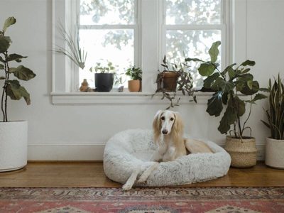 Las 5 plantas más seguras para tener en tu casa si tenés mascotas