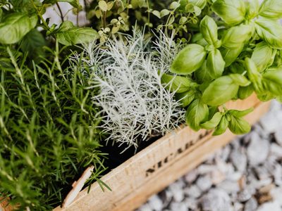 3 plantas que podés tener en macetas, muchos las subestiman pero activan tu energía sin suplementos