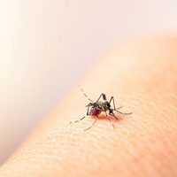 El Ministerio de Salud advirtió que en 14 provincias hay una “circulación viral” de dengue