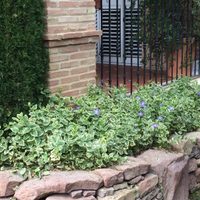 De bajo mantenimiento: la planta que ocupa poco espacio y que podés tener en tu casa sin problemas