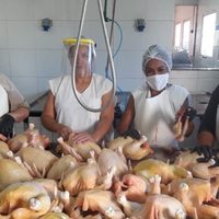 Gripe aviar: productores de pollos parrilleros en crisis por la disposición del SENASA
