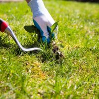 Sin químicos: eliminá los yuyos y malezas de tu jardín con este truco que los jardineros no te cuentan