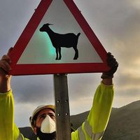 Empezó la trashumancia: crianceros se desplazan por rutas neuquinas
