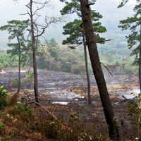 La mala política y la codicia acaban con la Selva Lacandona