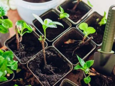 El método de los viveros para reproducir cualquier planta desde esqueje y llenar tu jardín