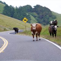 Diputados intentan legislar para terminar con la presencia de animales sueltos en las rutas