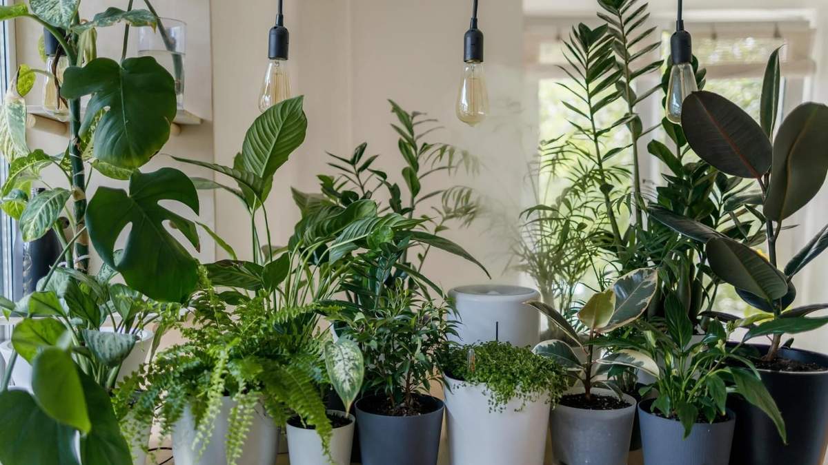 Plantas. Fuente: (Instagram).