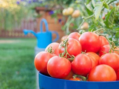 Cómo cultivar tu planta de tomate con éxito para que siga dando los más jugosos y ricos frutos