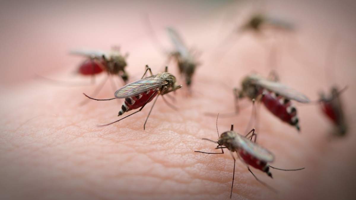 Dengue. Fuente: (Twitter)