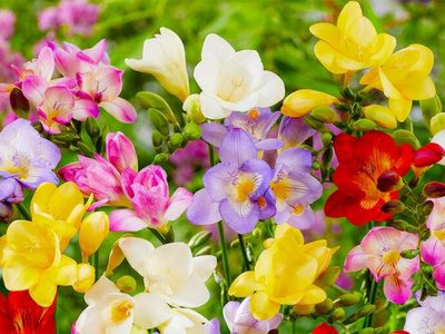 Ni rosas ni margaritas: la planta favorita de las abuelas que necesita pocos cuidados para llenar tu jardín de flores