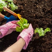 5 cultivos que no pueden faltar en tu huerta este invierno para tener una buena cosecha en primavera