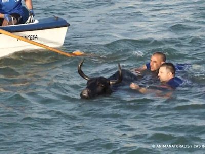 Un toro muere ahogado durante un festejo popular en España (Videos)