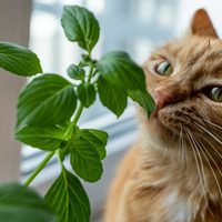La planta súper común que atrae a los gatos, así que tené cuidado si la querés en tu jardín o huerta