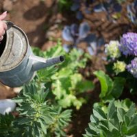 Hortensias deslumbrantes: cuidados clave para una floración
