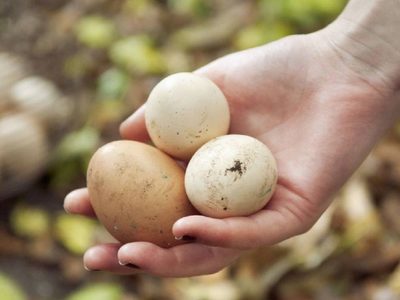 Te sorprenderá: es recomendable o no lavar los huevos antes de consumirlos