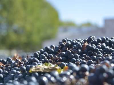 Implementan un plan de pronóstico de cosecha de la uva