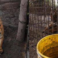 Rescataron a dos tigres de Bengala que vivían en cautiverio en un predio rural de Balcarce