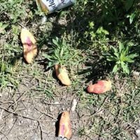 Tres niños comieron pan envenenado y murieron en Chiapas