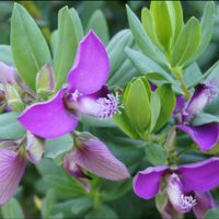 Si te gustan las plantas pero no tenés tiempo, esta es ideal: florece casi todo el año y se cuida sola