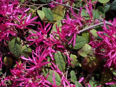 Conocé la impresionante planta que crece como arbusto y tiene flores que parecen cintas