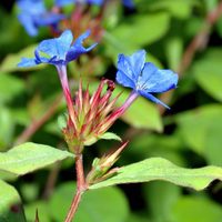 La planta más linda del otoño: fácil de cuidar y de hermosos colores