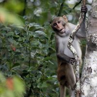 Seis monos siguen sueltos tras fuga masiva en complejo de Carolina del Sur