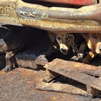 Aseguran carnicería en el Edomex por presuntamente vender carne de perro