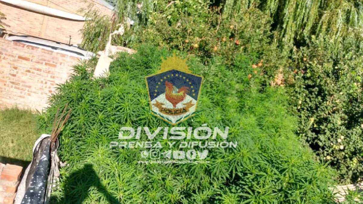 Incautaron 69 plantas de cannabis. Fuente: (Policía Neuquén)